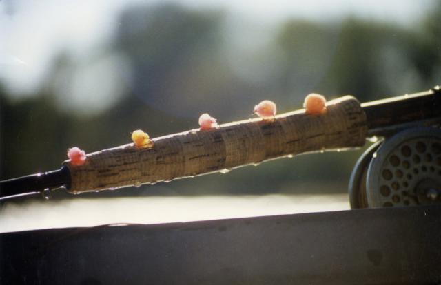 gal/Fishing 1/File0028.jpg